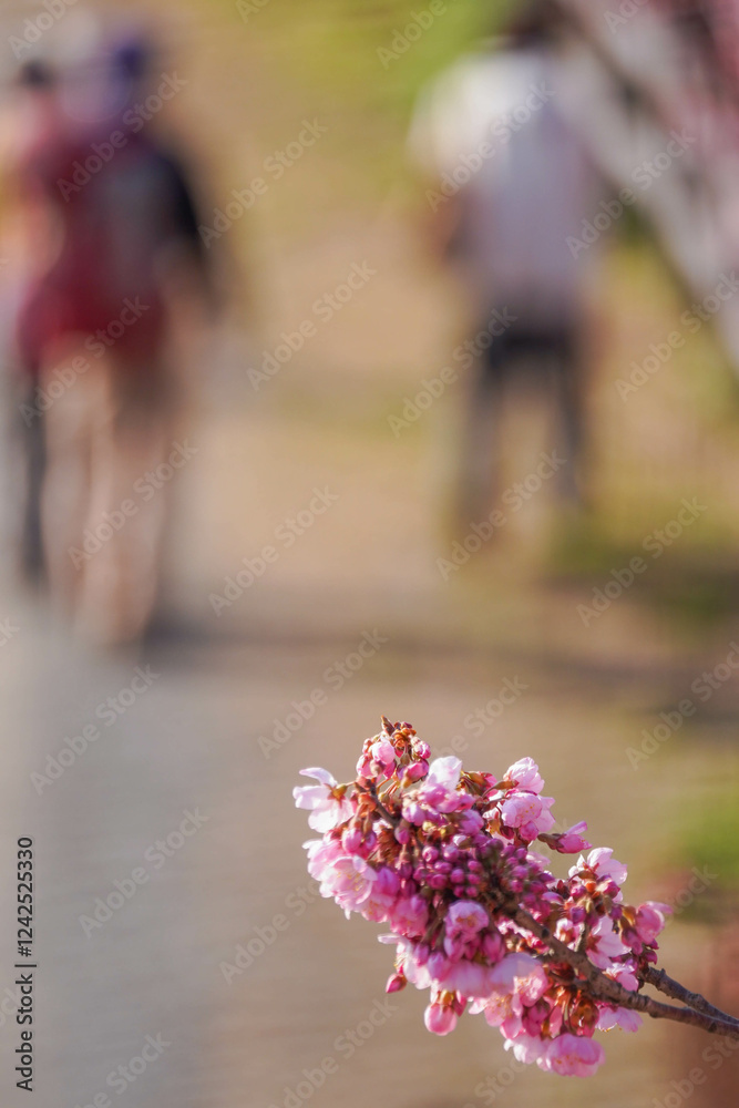 春めき桜が咲き誇る足柄の田園風景