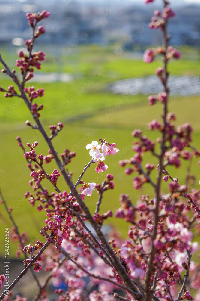 春めき桜が咲き誇る足柄の田園風景