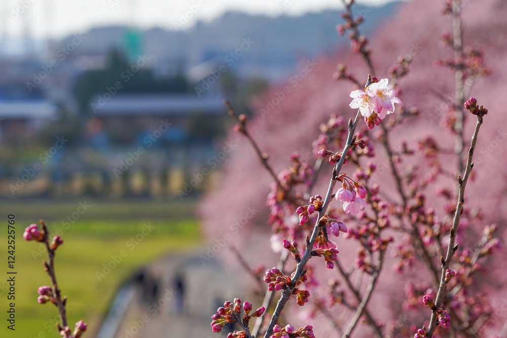 春めき桜が咲き誇る足柄の田園風景