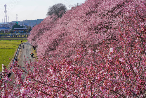 Obraz na płótnie 春めき桜が咲き誇る足柄の田園風景 w salonie