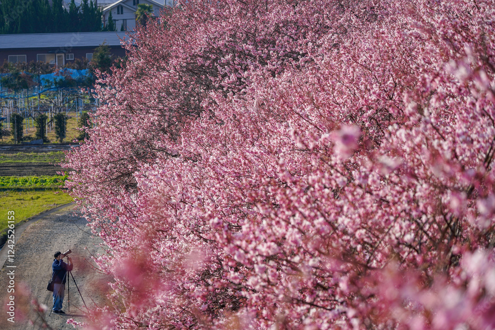 春めき桜が咲き誇る足柄の田園風景