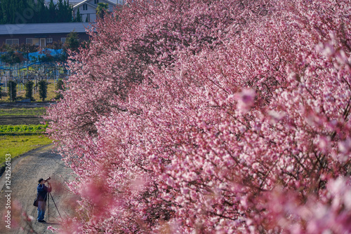 春めき桜が咲き誇る足柄の田園風景