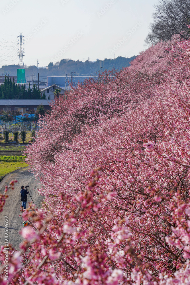 春めき桜が咲き誇る足柄の田園風景