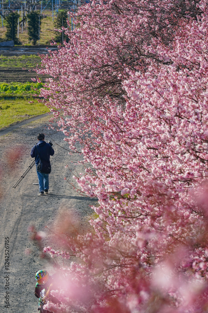 春めき桜が咲き誇る足柄の田園風景