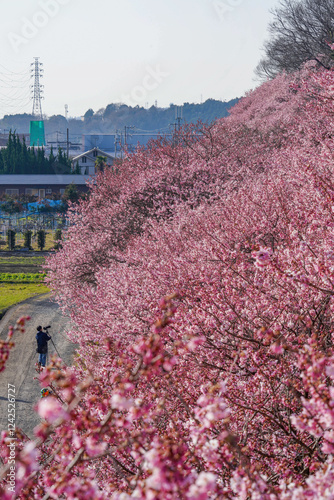 春めき桜が咲き誇る足柄の田園風景