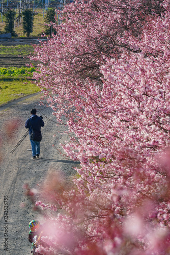 春めき桜が咲き誇る足柄の田園風景