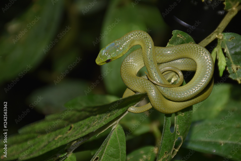 Obraz premium Close-up of a green snake coiled on a single leaf.