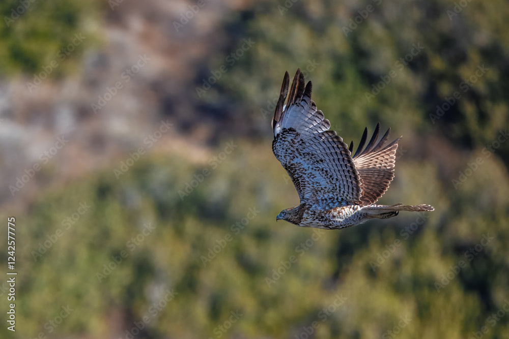 Fototapeta premium A red-tailed hawk taking off and flying