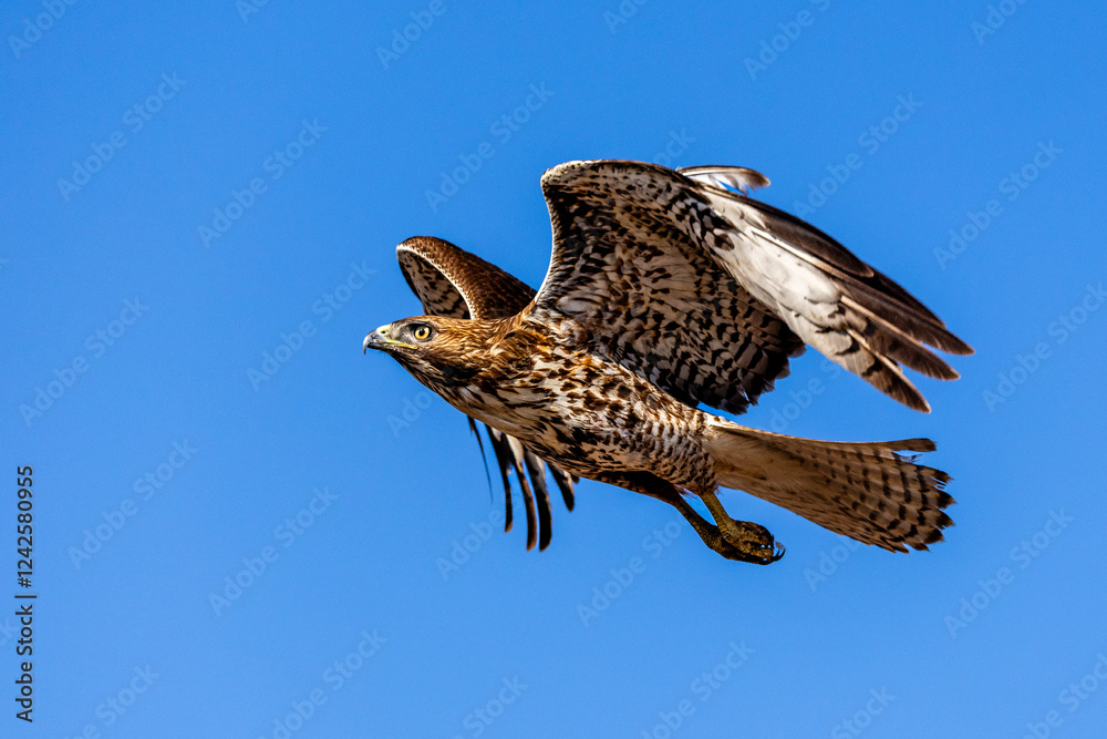 Fototapeta premium An eagle is taking off from the bush, and flies in the sky. `