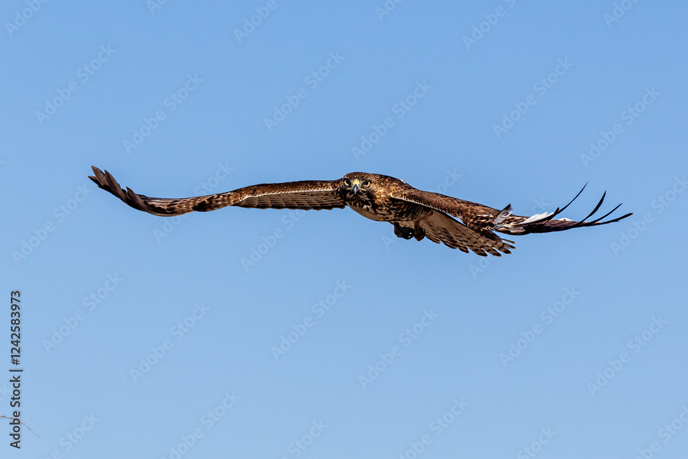 An eagle is taking off from the bush, and flies in the sky. ` An eagle is taking off from the bush, and flies in the sky. `