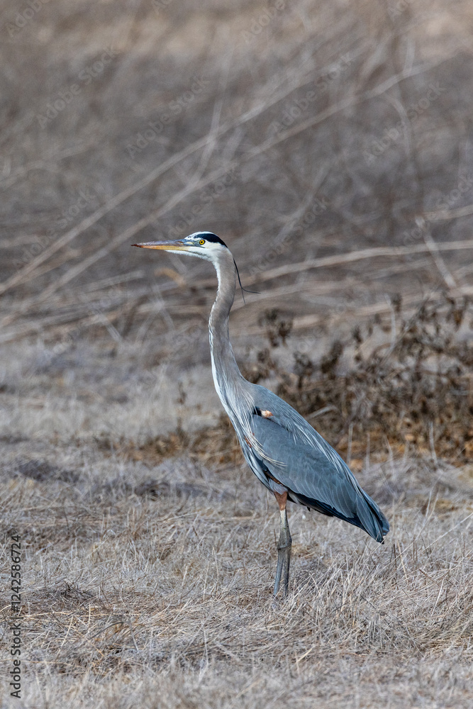 Fototapeta premium A great blue heron working on brown grass