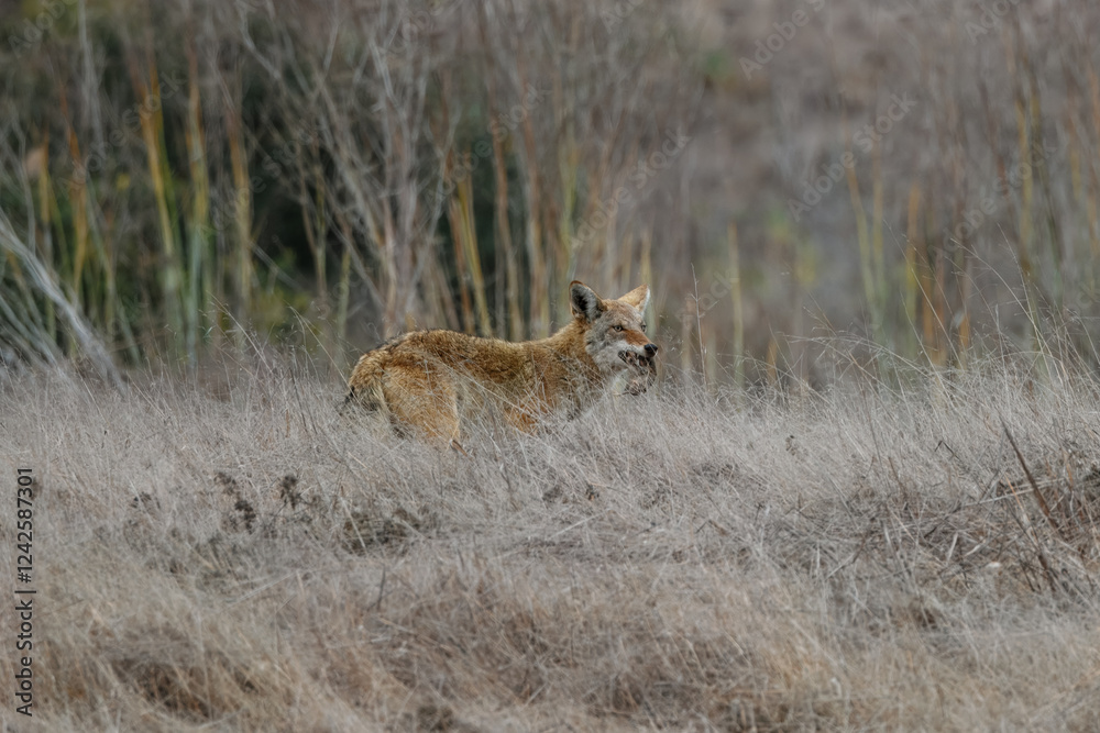 Obraz premium A coyote catches a rat and eats it.