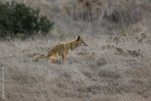A coyote catches a rat and eats it. 