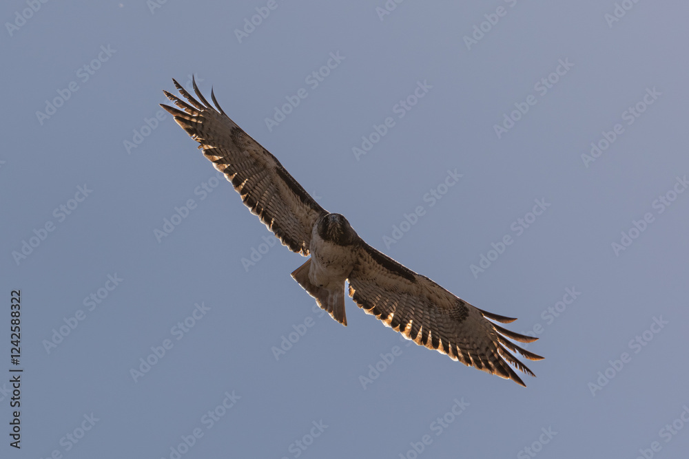 Red-tailed hawk taking off from a tree Red-tailed hawk taking off from a tree