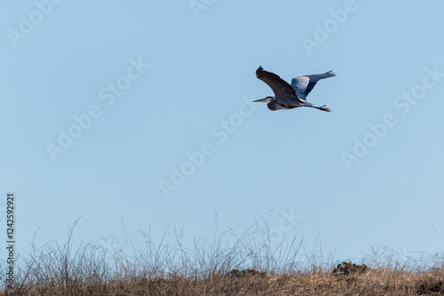 A great blue heron flies over grass