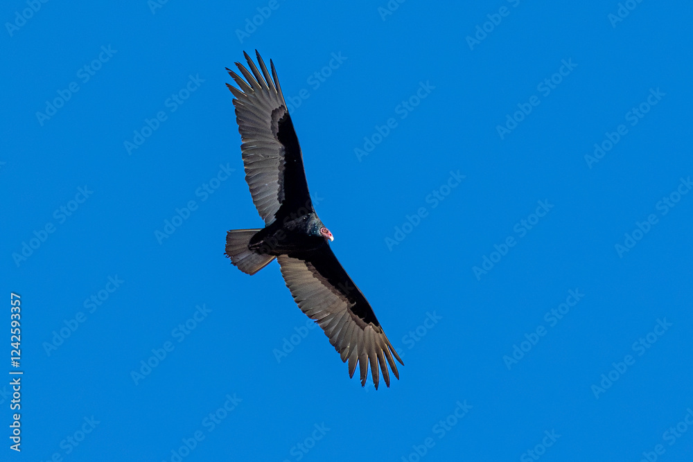 A Turkey vulture flies in blue sky A Turkey vulture flies in blue sky