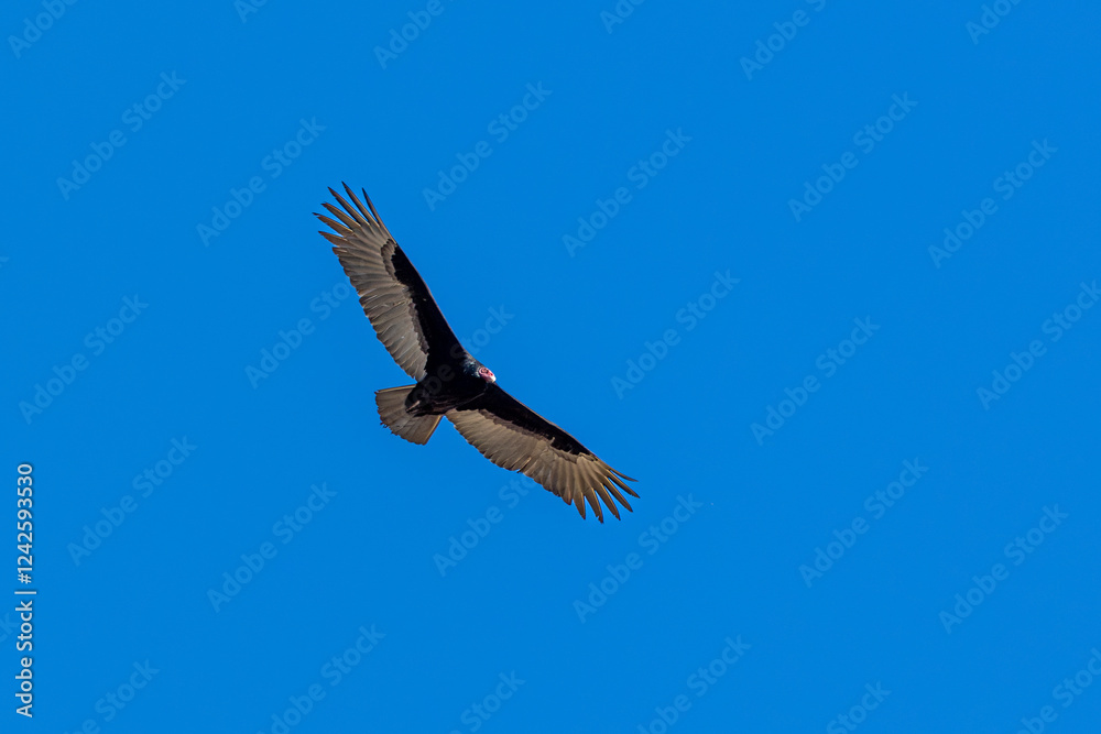 Obraz premium A Turkey vulture flies in blue sky