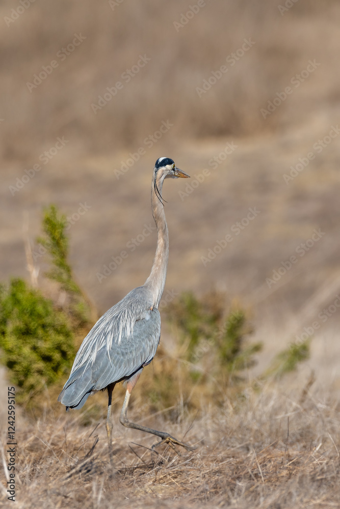 A great blue heron flies over brown grass A great blue heron flies over brown grass
