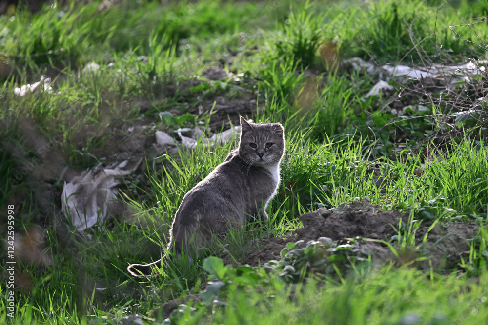 Obraz premium Wild Bob Cat aka Lynx rufus in the meadow