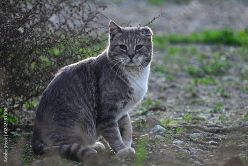 Wild Bob Cat aka Lynx rufus in the meadow photo