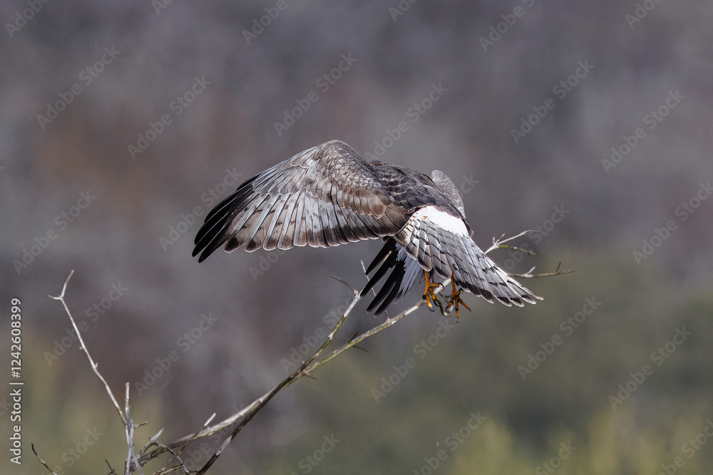 Fototapeta premium red-tailed hawk perched on a branch