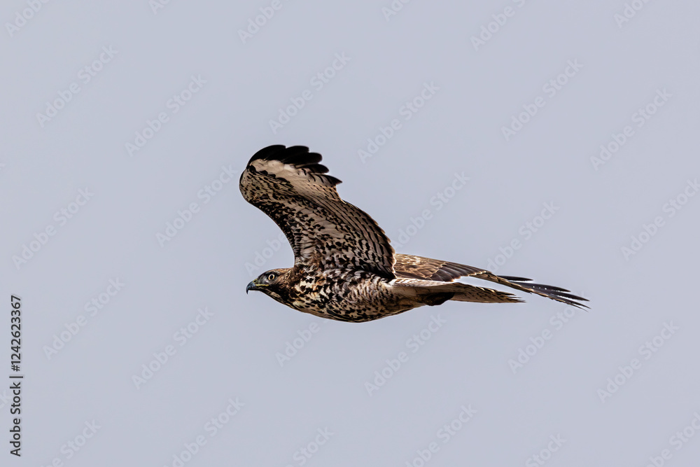 Fototapeta premium Closeup of a flying eagle 