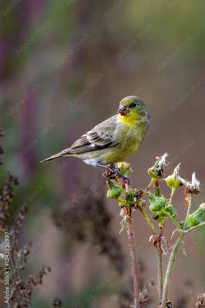 Closeup of a myrtle Warbler bird