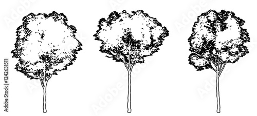 Obraz na płótnie Set or collection of London Plane trees as black line drawing silhouette on white background. Concept or conceptual vector for nature, planet, ecology conservation, strength, endurance and beauty w salonie