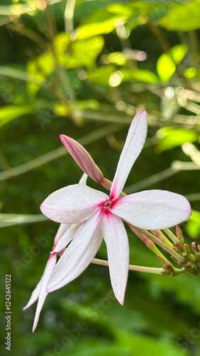 Kopsia fruticosa (Kerr)A. DC., APOCYNACEAE pink flower Shrub. photo