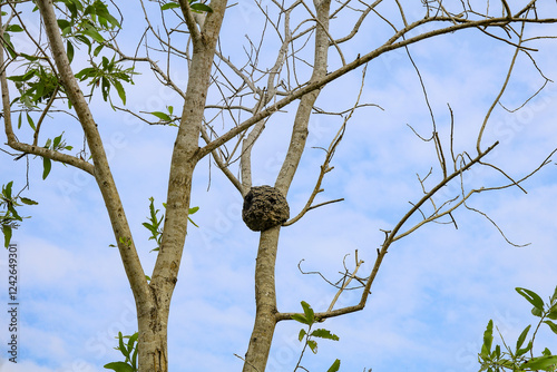 A colony's arboreal carton nest ants Crematogaster castanea