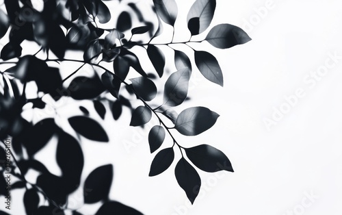 Shadowy leaves cast on white wall, nature backdrop