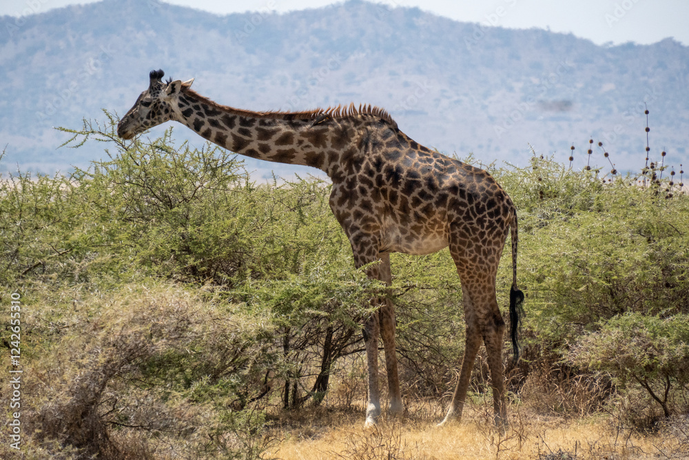 Obraz premium Giraffe eating at Serengeti National Park Tanzania during dry season.