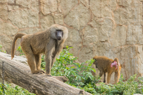 Photography Papio cynocephalus, pair of monkeys, male, female, baboon, apes, mating season,