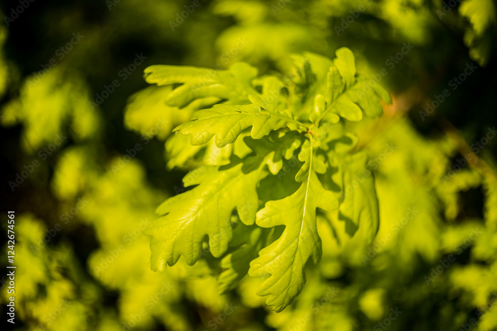 young oak leaves, quercus, leaves, top of growth, seedling, twig, young tree, spring, fresh leaves, forest, foliage, closeup young oak leaves, quercus, leaves, top of growth, seedling, twig, young tree, spring, fresh leaves, forest, foliage, closeup