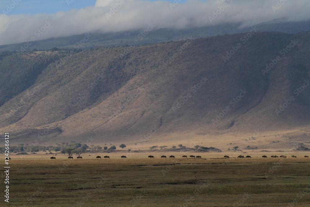 Herd of Buffalo Grazing in Ngorongoro Crater with Mountains, Tanzania, Africa Herd of Buffalo Grazing in Ngorongoro Crater with Mountains, Tanzania, Africa