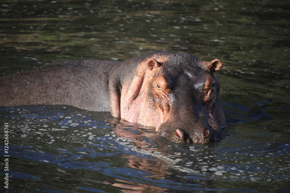 Hippopotamus Partially Submerged in Water with Reflection, Serengeti National Park, Tanzania, Africa Hippopotamus Partially Submerged in Water with Reflection, Serengeti National Park, Tanzania, Africa