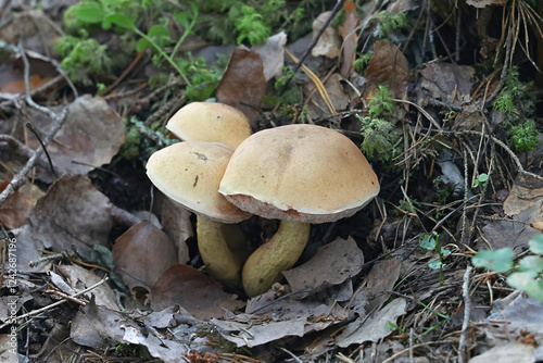 Bitter bolete, Tylopilus felleus, also known as bitter tylopilus, wild bolete fungus from Finland