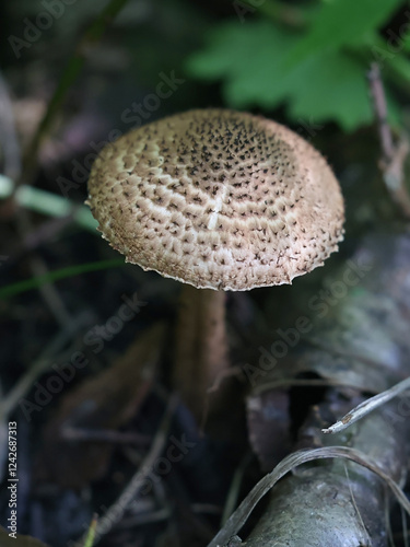 Lepiota echinacea, also called Echinoderma echinaceum, dapperling mushroom from Finland, no common English name photo