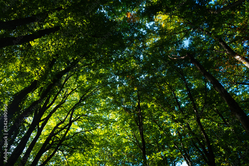 Forest background. Green leaf backdrop. Nature leaf background. Green leaf forest greenery background. Green in forest. Green plants backdrop. Nature leaf on greenery blurred. Forest background. Green leaf backdrop. Nature leaf background. Green leaf forest greenery background. Green in forest. Green plants backdrop. Nature leaf on greenery blurred.