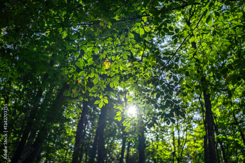 Obraz premium Green leaf at summer banner. Environment ecology or greenery wallpaper. Green leaf background. Nature background. Blurred background of leaves. Leaf foliage nature green background.