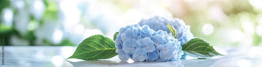 Two light blue hydrangeas with green leaves on a white surface, soft blurred background. Two light blue hydrangeas with green leaves on a white surface, soft blurred background.