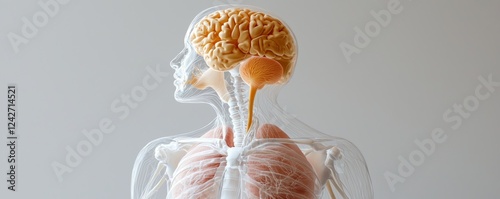 Close-up anatomical study of the human chest showcasing the lung lobes, pulmonary arteries, and diaphragm muscles. photo