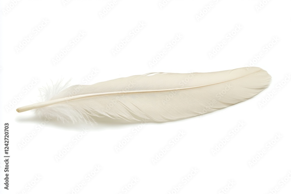 Delicate White Feather: A Symbol of Nature's Grace Delicate White Feather: A Symbol of Nature's Grace