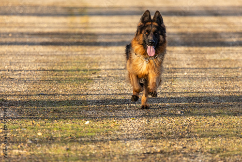 Dog, female, long-haired German Shepherd breed running head-on. photo