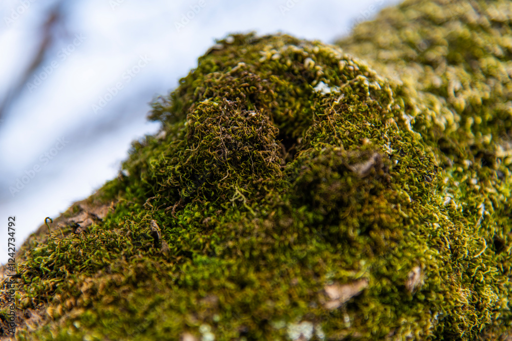 moss covering the tree branch moss covering the tree branch