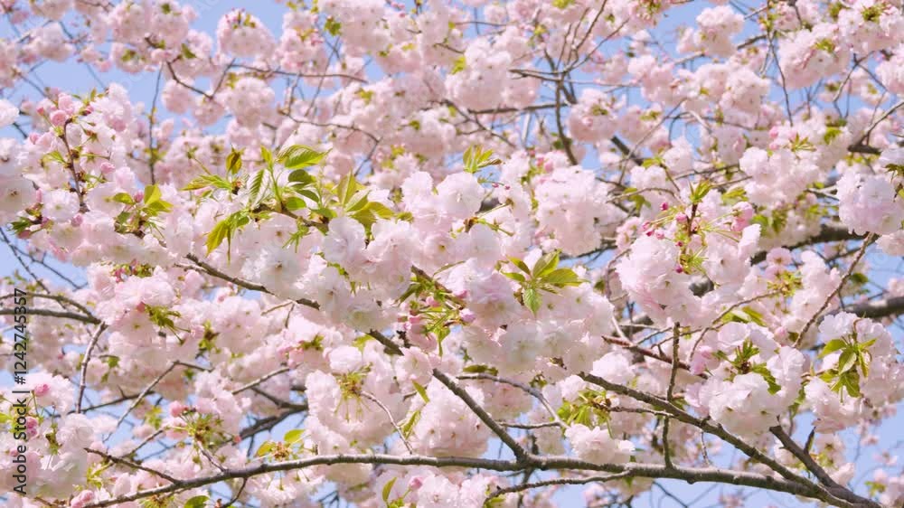 ゆっくりと風に揺れる八重桜の花。柔らかな日差しと青空。パンニングショット。
Multi-layered Cherry Blossoms slowly swaying in the wind. Soft sunshine and blue sky. Panning shot. ゆっくりと風に揺れる八重桜の花。柔らかな日差しと青空。パンニングショット。
Multi-layered Cherry Blossoms slowly swaying in the wind. Soft sunshine and blue sky. Panning shot.