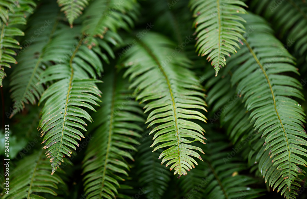 Beautiful big fern with green leaves. Natural background outside in the forest, garden or park. Calm atmosphere with natural textures Beautiful big fern with green leaves. Natural background outside in the forest, garden or park. Calm atmosphere with natural textures