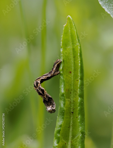 Ampferspanner (Timandra comae) photo