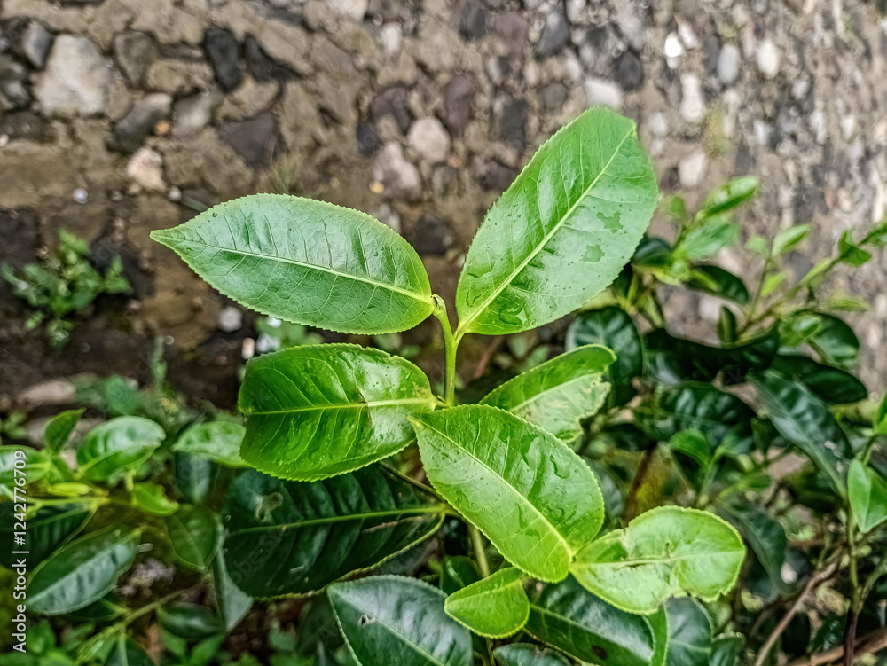 Fresh green tea leaves in an Indonesian tea garden, showcasing vibrant foliage and natural beauty, perfect for nature and agriculture themes Fresh green tea leaves in an Indonesian tea garden, showcasing vibrant foliage and natural beauty, perfect for nature and agriculture themes