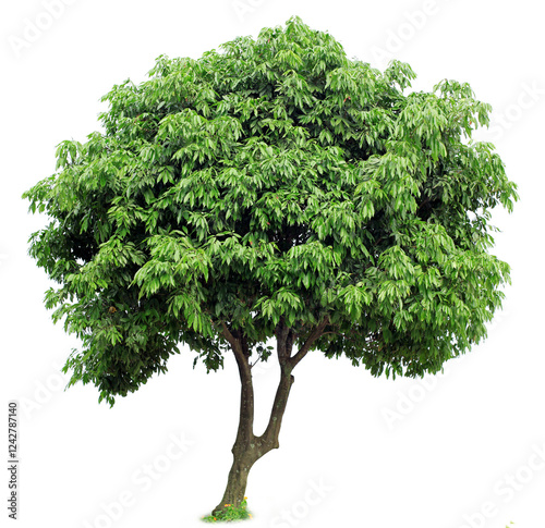 A lychee tree isolated on a white background